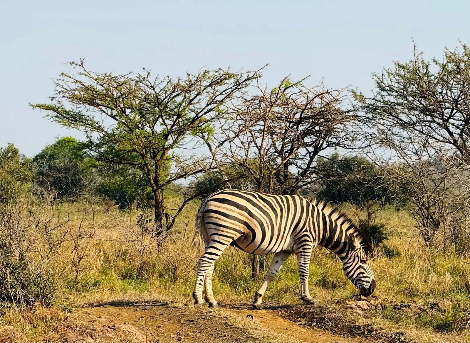 Our guests from the US had an unforgettable family safari at Phinda Mountain Lodge in KwaZulu-Natal, where they enjoyed exceptional game viewing on both game drives and guided bush walks.